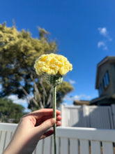 Load image into Gallery viewer, Carnations - Single Stem