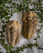 Load image into Gallery viewer, Trilobite
