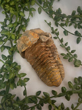 Load image into Gallery viewer, Trilobite