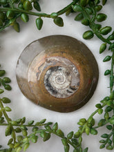 Load image into Gallery viewer, Large Ammonite Fossil