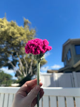 Load image into Gallery viewer, Carnations - Single Stem
